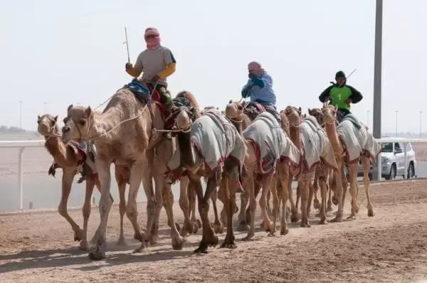 Na zdjęciu tor wyścigowy w Katarze, a na nim grupa wielbłądów prowadzona przez trzech jeźdźców