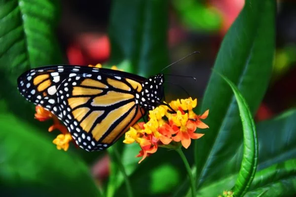 Motyl monarcha siedzący ze złożonymi skrzydłami na pomarańczowym kwiatku w otoczeniu zielonych liści